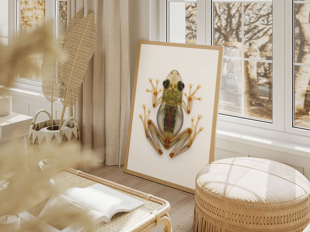 X-Ray Frog Art Print - Animal Skeleton Wall Art