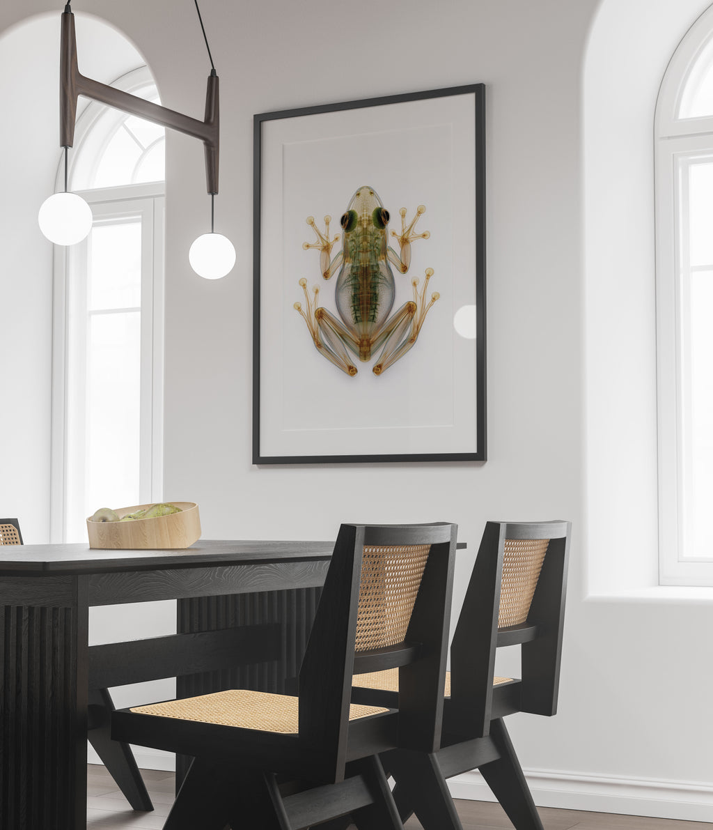 X-Ray Frog Art Print - Animal Skeleton Wall Art