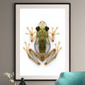 X-Ray Frog Art Print - Animal Skeleton Wall Art
