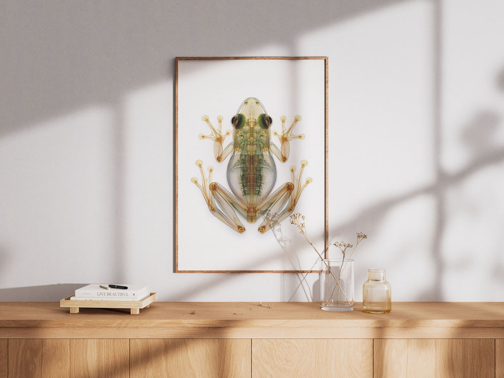 X-Ray Frog Art Print - Animal Skeleton Wall Art